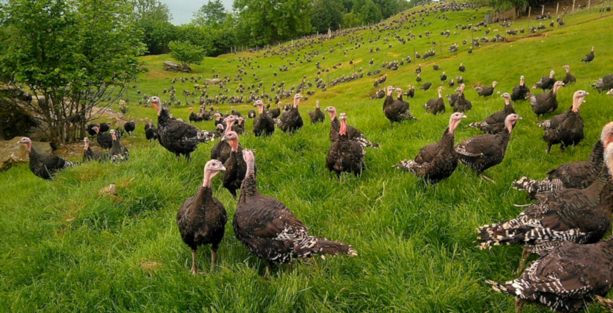 Black turkey_slide_5